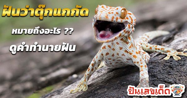ฝันว่าตุ๊กแกกัด-"Dream that a gecko bites"