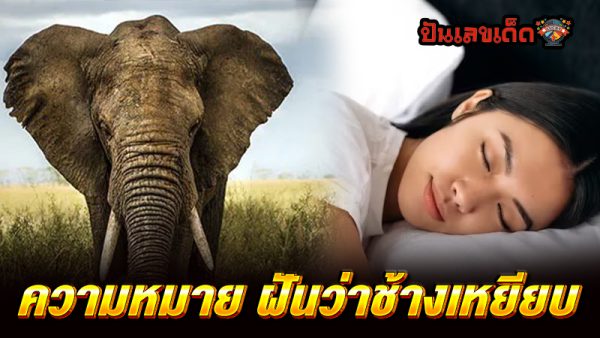 ฝันว่าช้างเหยียบ - "Dreamed of being stepped on by an elephant"