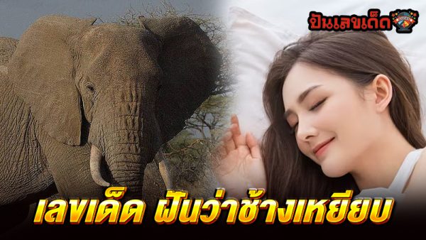 ฝันว่าช้างเหยียบเด็ก - "Dreaming of an elephant stepping on a child"