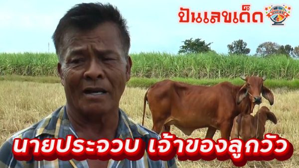 ส่องเลขเด็ด ลูกวัวประหลาด-"Accurate lucky numbers"