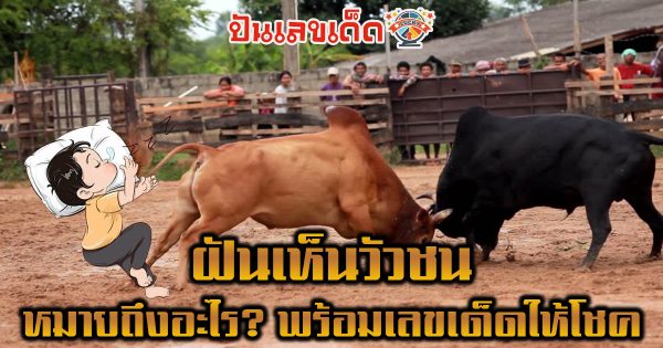 ฝันเห็นวัวชน หมายถึงอะไร? ทำนายฝันพร้อมเลขเด็ดให้โชค ห้ามพลาด เช็กเลย !!