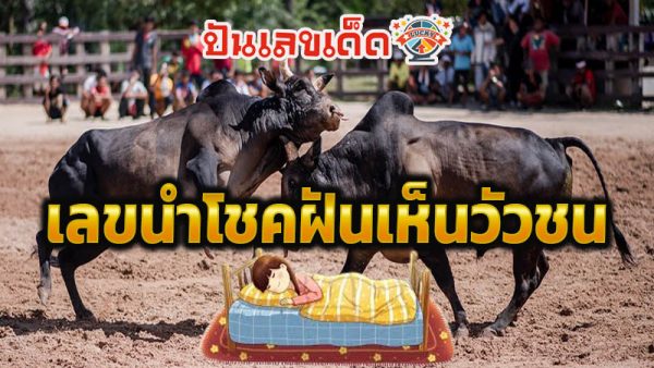 ฝันเห็นวัวหลายตัว-"Dream of seeing many cows"