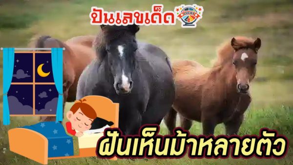 ฝันเห็นม้าหลายตัว-"Dream of seeing many people riding horses"