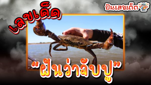 ฝันว่าได้จับปู เลขเด็ด -"Dreamed of catching a crab. lucky number."
