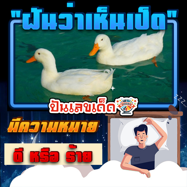 ฝันเห็นเป็ด -"Dreamed of seeing many white ducks"
