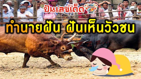 ฝันเห็นวัวชน-"Dreamed of seeing two cows colliding with each other."