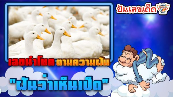 ฝันเห็นเป็ด ลางดี หรือร้าย? ทำนายว่าอย่างไร? พร้อม “เลขเด็ด” ให้โชค แม่น ๆ เช็กเลย ฟรี !!!