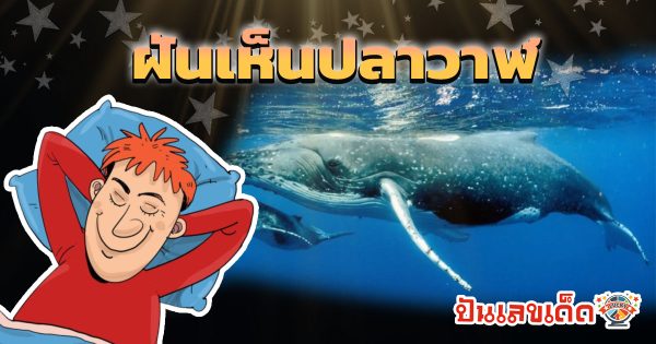 เปิดคำทำนาย ฝันเห็นปลาวาฬ หมายถึงอะไร? ทำนายฝันพร้อมเลขเด็ดให้โชค ห้ามพลาด เช็กเลย !!