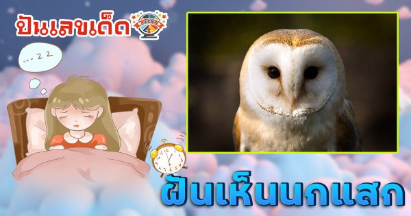 ฝันเห็นนกแสก ทำนายว่าอย่างไร? พร้อมเลขเด็ด แม่นๆ ที่เกี่ยวกับความฝัน เเจกฟรี เช็กเลย !