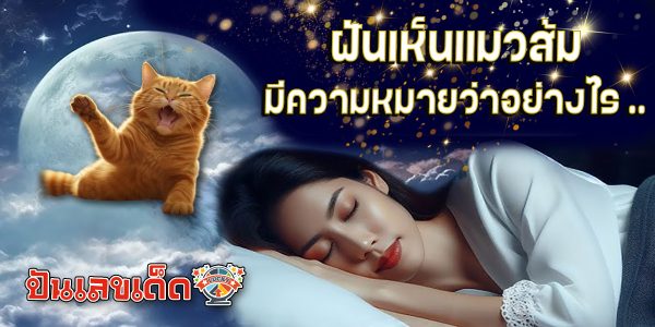 เปิดคำทำนาย ฝันเห็นแมวส้ม  หมายความว่าอย่างไร พร้อมเลขเด็ด แม่นๆ ห้ามพลาด เช็กเลย !!