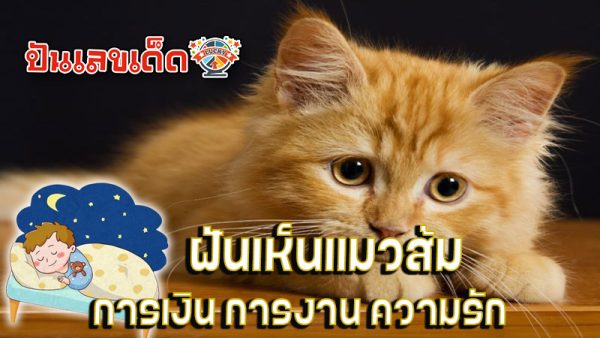 ฝันเห็นแมวส้ม - "I dreamed. of an orange cat."