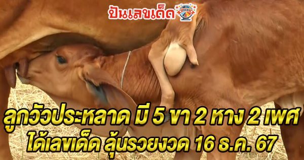 ส่องเลขเด็ด แห่ดู “ลูกวัวประหลาด” มี 5 ขา 2 หาง 2 เพศ เจ้าของเล่าความฝันก่อนแม่วัวคลอด ลุ้นรวยงวด 16 ธ.ค. 67