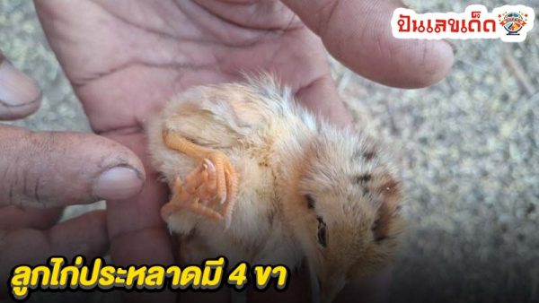 ลูกไก่ประหลาดมี 4 ขา-"A strange chick has four legs."