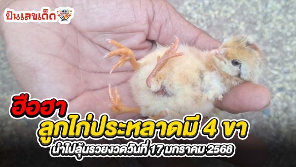 คอหวยห้ามพลาดส่องเลขเด็ด ลูกไก่ประหลาดมี 4 ขา เจ้าของเห็น จึงนำมาตีเป็นเลขนำไปลุ้นรวยวันที่ 17 มกราคม 2568