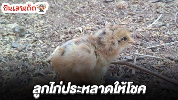เลขเด็ดแม่น ๆ-"Accurate lucky numbers"