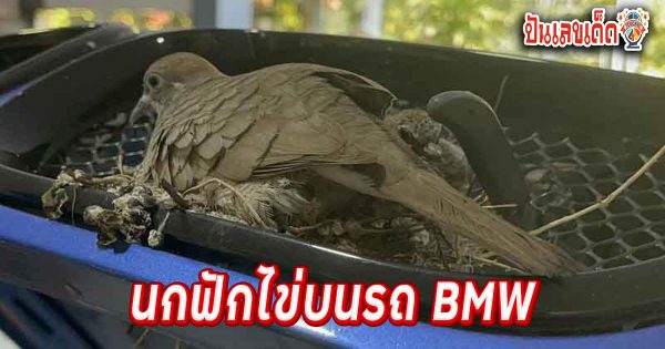 ทะเบียนรถ นกทำรัง-"Car registration, bird nest"