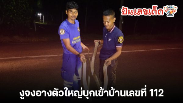 ส่องเลขเด็ดคู่รัก งูจงอาง -"Check out the lucky numbers of the King Cobra couple."