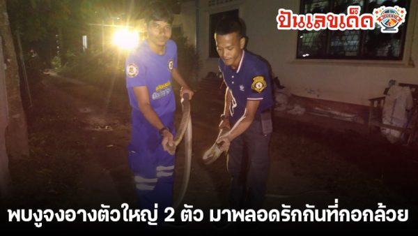 เลขงูจงอาง 17/1/68 -"Cobra number 17/1/68"