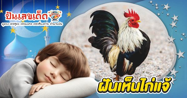 ฝันเห็นไก่แจ้ ทำนายว่าอย่างไร? พร้อมเลขเด็ด แม่นๆ ที่เกี่ยวกับความฝัน เเจกฟรี เช็กเลย !
