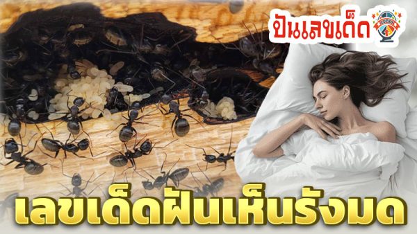 ฝัน เห็น มด เยอะ มาก เลขเด็ด -"Dreamed of seeing a lot of ants, lucky number."