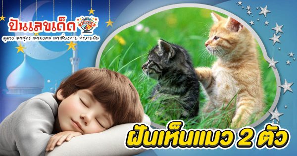 ฝันเห็นแมว 2 ตัว  ทำนายว่าอย่างไร? พร้อมเลขเด็ด แม่นๆ ที่เกี่ยวกับความฝัน เเจกฟรี เช็กเลย !