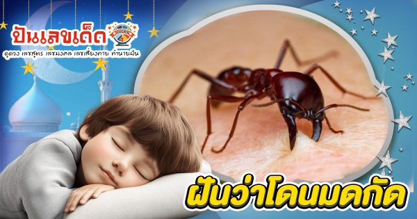 ฝันว่าโดนมดกัด ฝันเห็นมดเป็นกลุ่ม ทำนายว่าอย่างไร? พร้อมเลขเด็ด แม่นๆ ที่เกี่ยวกับความฝัน เเจกฟรี เช็กเลย !