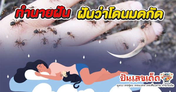 ฝันว่าโดนมดกัด - "Dreaming of being bitten by ants'