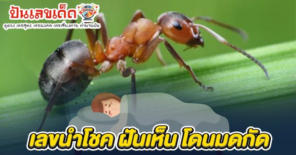 ฝันเห็น มด เป็นกลุ่ม - "Dreaming of seeing a group of ants"