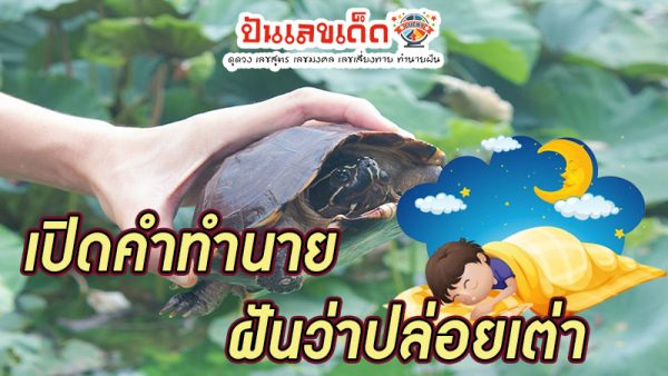 ฝันว่าปล่อยเต่า-"Dreaming of seeing a turtle laying eggs, lucky number"