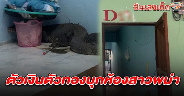 สาวพม่าร้องลั่น ชาวบ้านแตกตื่น รีบแจ้งตร. ที่แท้ตัวเงินตัวทองใหญ่ แอบในห้อง แห่ส่องเลขเล็งเสี่ยงโชคงวด 1 ก.พ. 68