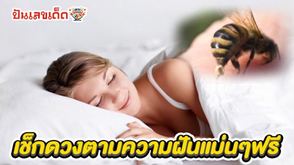 ฝันว่าผึ้งต่อยหัว -"I dreamed that a bee stung me in the head."