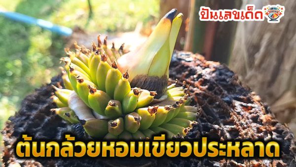 ต้นกล้วยแปลก-"The best lucky number in the world"