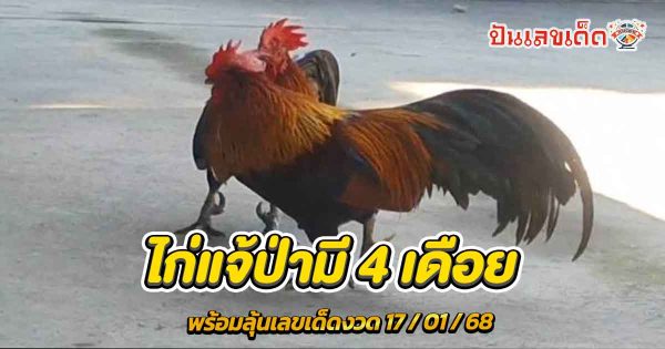 แปลก! 2 พญาไก่แจ้ป่ามี 4 เดือย คอหวยไม่พลาดส่องเลขเด็ด ฟรีที่นี่ ห้ามพลาด!!