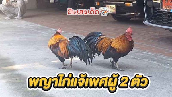 ไก่แจ้ป่ามี 4 เดือย-"The wild bantam chicken has four spurs."