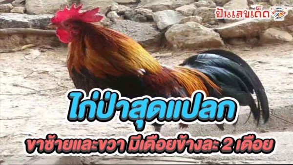 ชาวบ้านฮือฮาพบ ไก่แจ้ป่า -"Villagers are excited to find a wild bantam chicken."