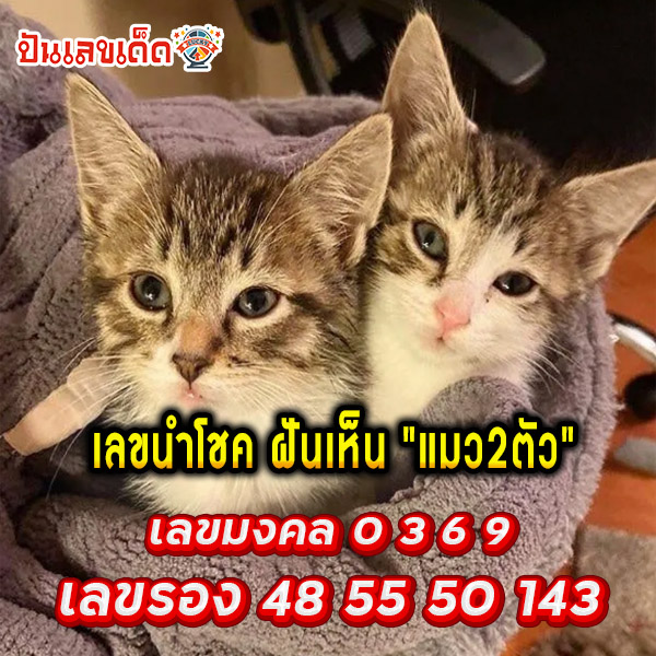 ฝันเห็นแมวเลขอะไร-"What is the number of a cat in a dream?"