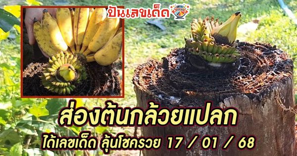 ห้ามพลาด!! แห่ส่องเลขเด็ด ฮือฮาต้นกล้วยแปลก ตัดทิ้ง เครือ-ผลโผล่กลางต้น เชื่อมาให้โชค ลุ้นโชครวยงวด 17 มกราคม 68!!