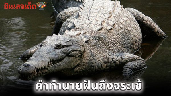 รูปภาพคำทำนายฝันฝันถึงจระเข้ของ heng99