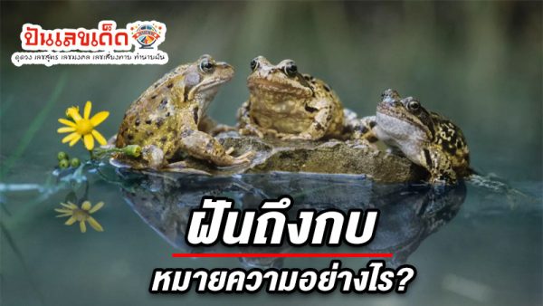 รูปภาพทำนายฝันถึงกบของ lekdedonline