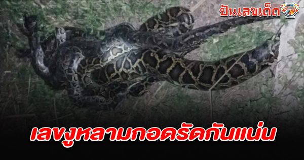 ผงะ! ชาวบ้านร้องเสียงหลง เจองูหลามตัวใหญ่ 8 ตัว ลุ้นโชคงวด เลขงูหลาม 16/2/68