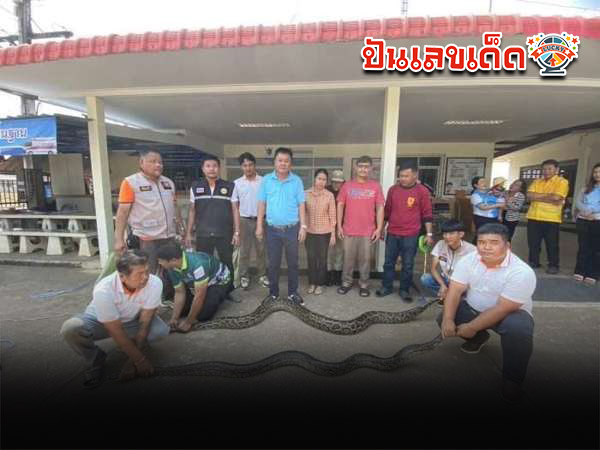 รูปภาพเจ้าหน้าจับงูคืนสู่ธรรมชาติของ heng99