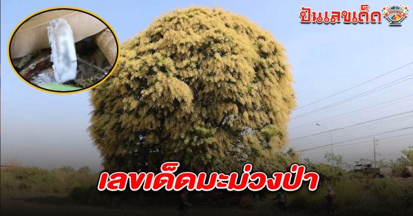 ชาวบ้านแตกตื่น! มะม่วงป่าดึกดำบรรพ์ 70 ปี ออกดอกพิลึก โคนต้นเผยเลขเด็ดมะม่วงป่า 16/2/68