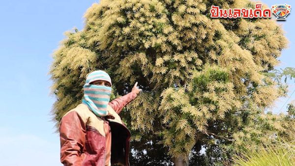 รูปภาพต้นมะม่วงอายุ 70 ปีของ heng99