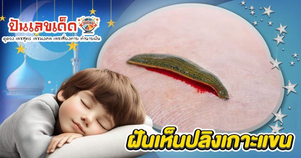 ฝันปลิงเกาะแขน ลางบอกโชคหรือเตือนภัย? พร้อมเลขเด็ดแม่นๆ