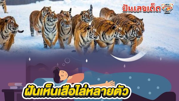 รูปภาพฝันเห็นเสือไล่หลายตัวของ heng99