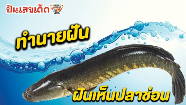 รูปภาพฝันเห็นปลาช่อนของ lekdedonline