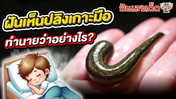 รูปภาพฝันว่าปลิงเกาะมือทำนายว่าอย่างไรของ lekdedonline