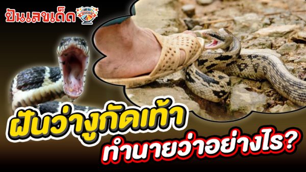 รูปภาพทำนายฝันว่างูกัดเท้าของ heng99