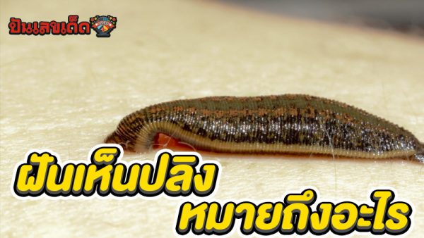 รูปภาพฝันเห็นปลิงของ lekdedonline