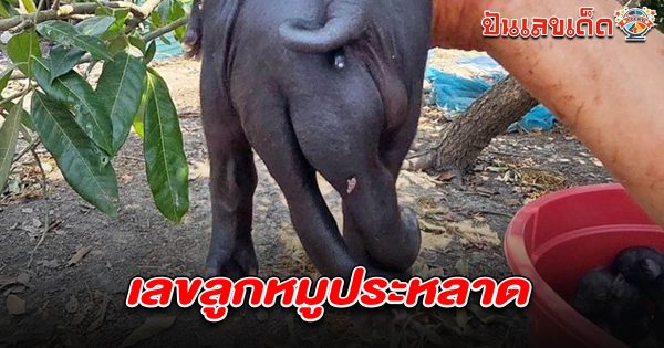 ชาวบ้านพากันมาส่อง “เลขเด็ดงวดนี้” จาก เลขลูกหมูประหลาด 1/4/68 อ.จอมทอง จ.เชียงใหม่ หวังนำไปเสี่ยงโชคลุ้นรวย